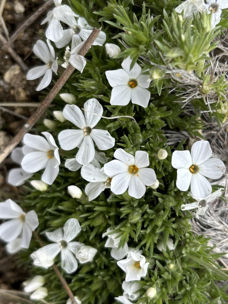 Spring wildflowers by pirish