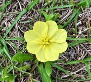28th Mar 2024 - Evening primrose, one of my favorite wildflowers!