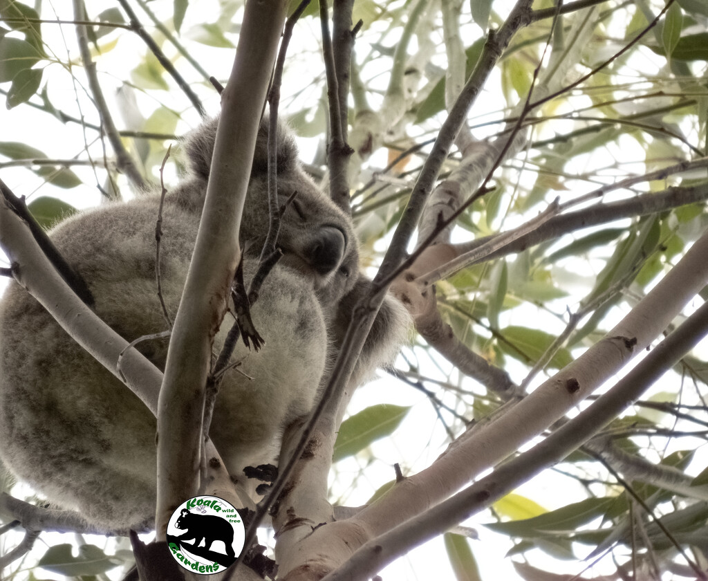 a ray of Hope by koalagardens