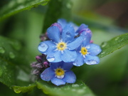 28th Mar 2024 - Who can forget forget-me-nots?