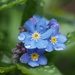 Who can forget forget-me-nots?