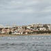 Flamingos in Porto by belucha
