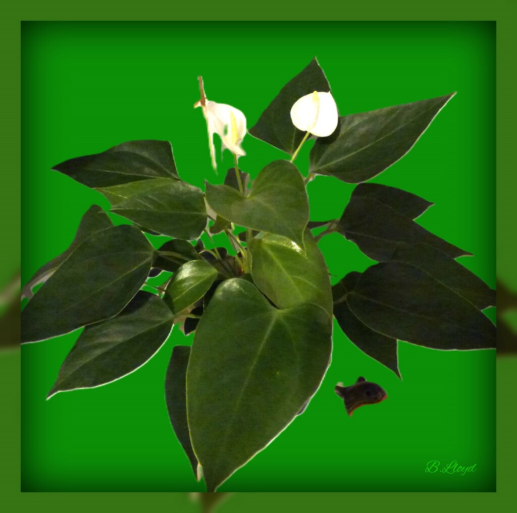 Peace Lily - green by beryl