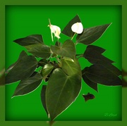 28th Mar 2024 - Peace Lily - green