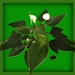 Peace Lily - green