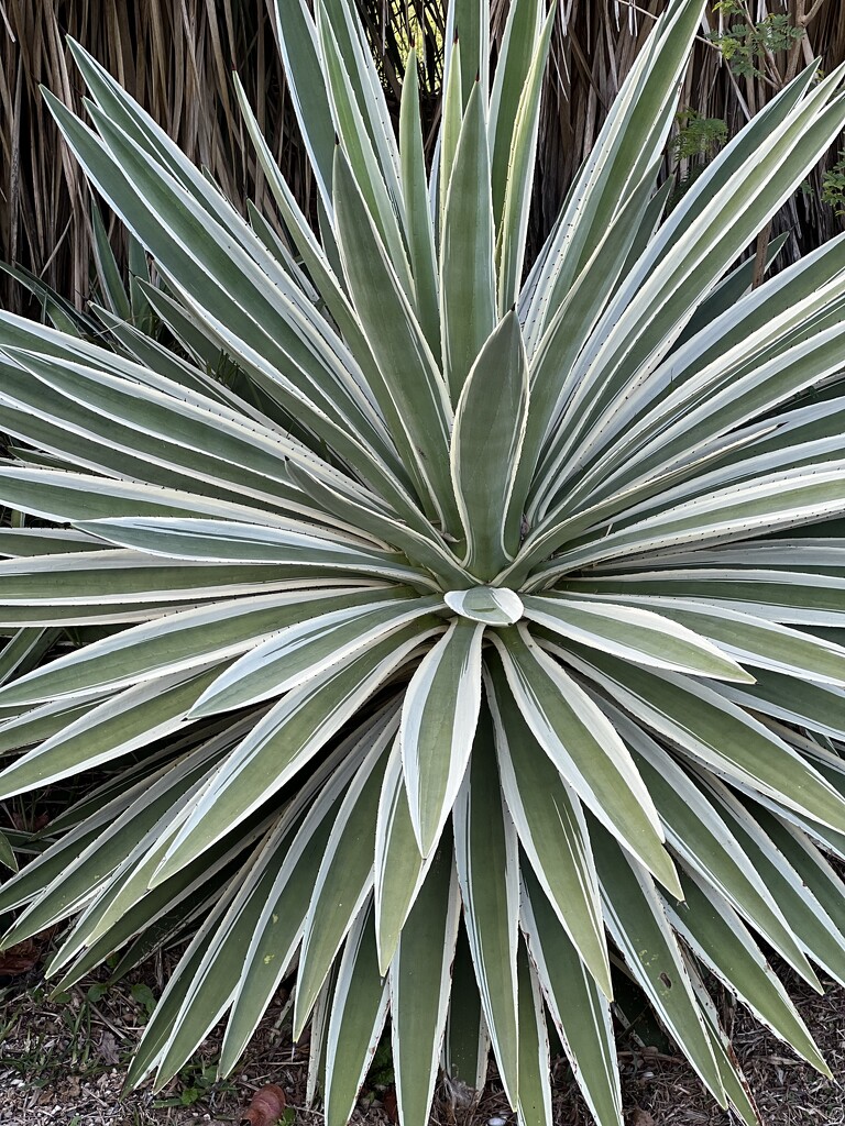 Agave  by radiogirl