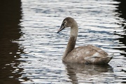 28th Mar 2024 - Young swan