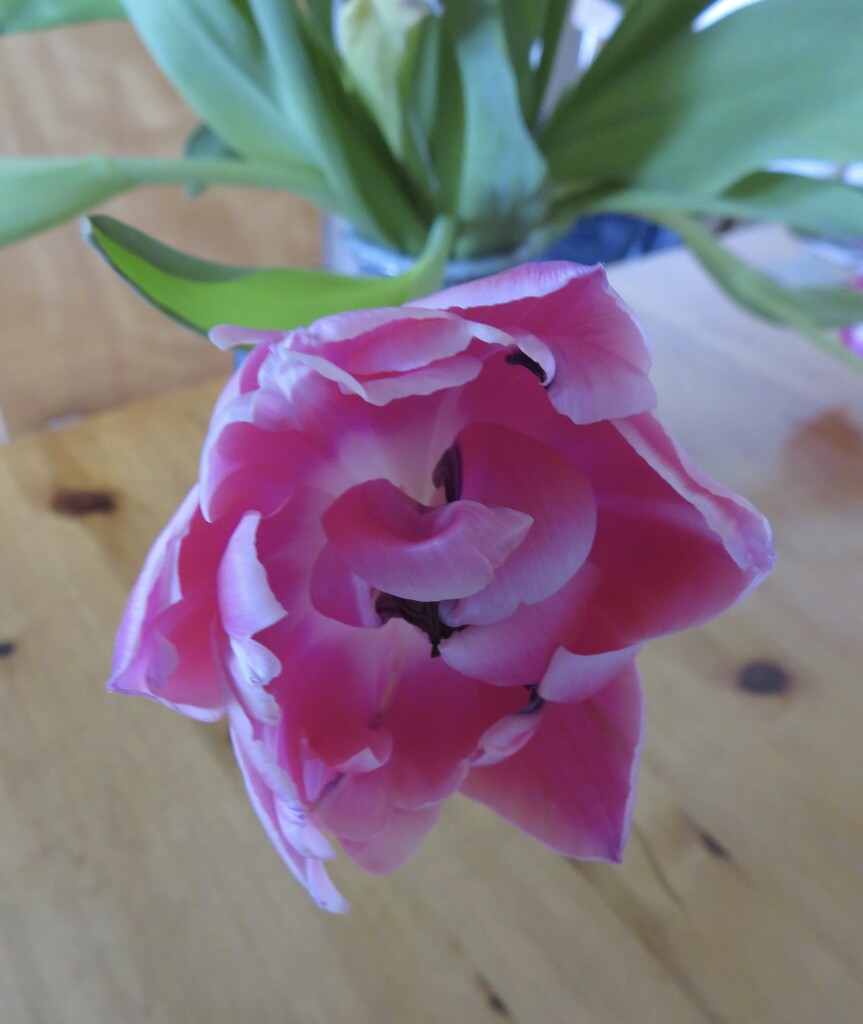 Tulip by felicityms