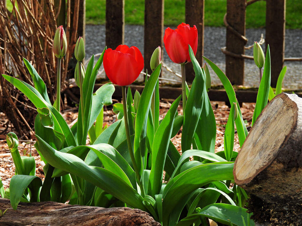 Tulips by seattlite