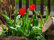 28th Mar 2024 - Tulips