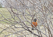28th Mar 2024 - A Rabble of Robins