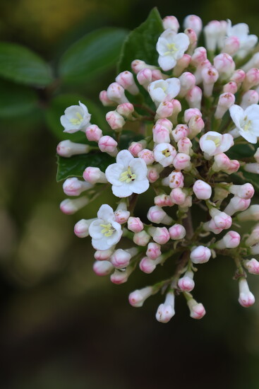 Deutzia compacta ? Lavender Time? by Terry Gibson · 365 Project