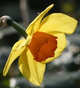 28th Mar 2024 - Daffodil