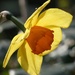 Daffodil by fishers