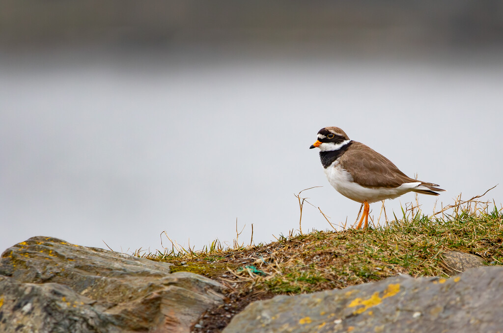 Ringed Plover by lifeat60degrees