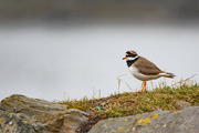 28th Mar 2024 - Ringed Plover