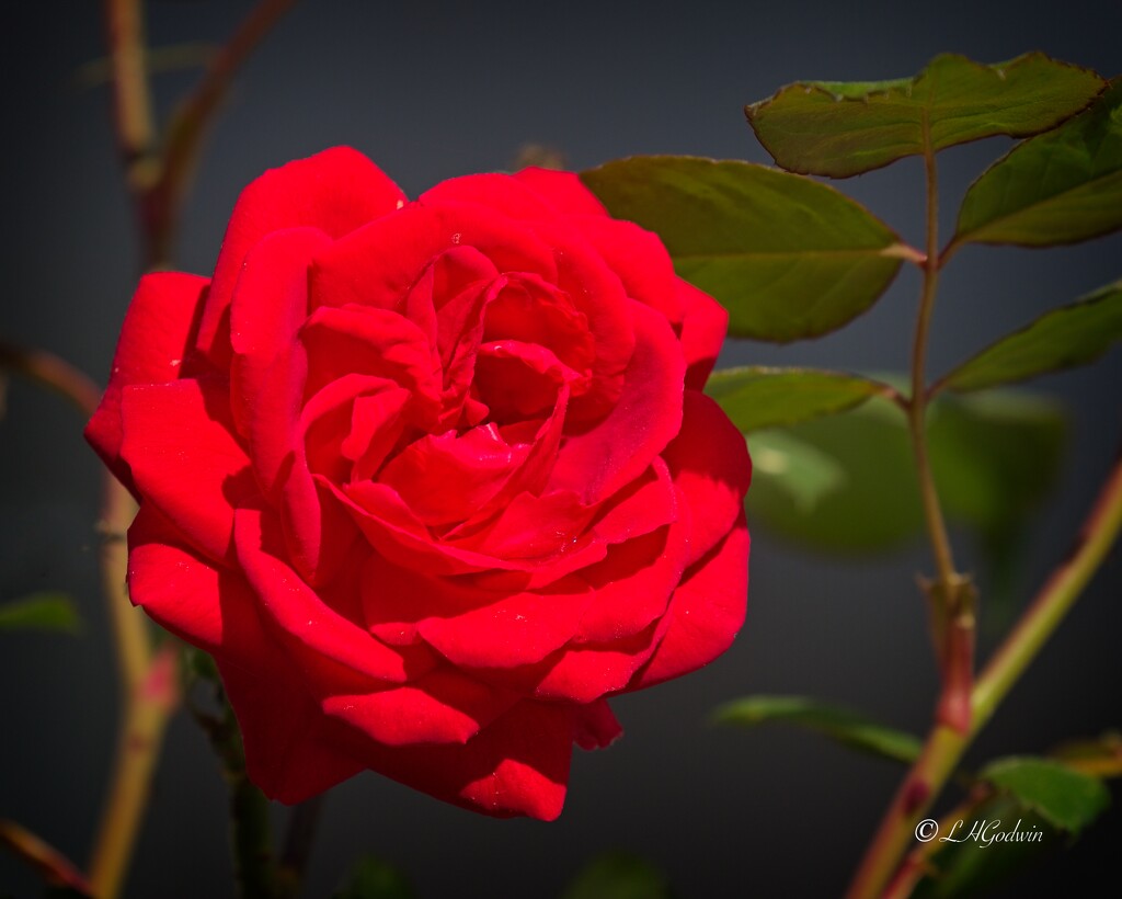 LHG_8671 Red Climbing rose bloom by rontu