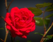 28th Mar 2024 - LHG_8671 Red Climbing rose bloom