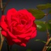 LHG_8671 Red Climbing rose bloom
