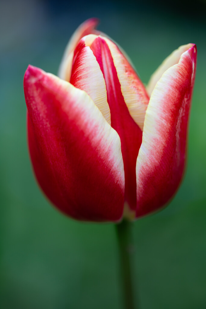 Tulipa by feedesforges