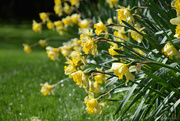 24th Mar 2024 - Daffodils