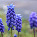 Grape Hyacinths... by neil_ge