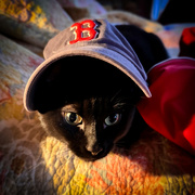 28th Mar 2024 - Raven's ready to watch Red Sox Baseball!