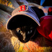 Raven's ready to watch Red Sox Baseball! by berelaxed