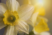 20th Mar 2024 - Daffodils