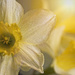 Daffodils by skipt07
