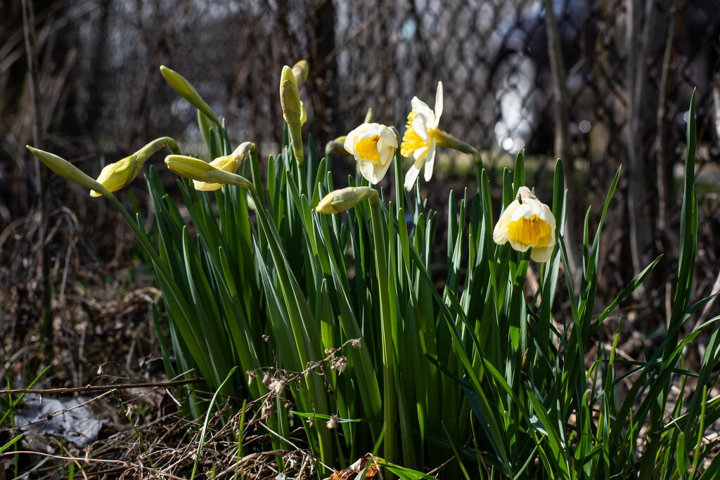 Spring springing by darchibald
