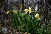 28th Mar 2024 - Spring springing