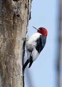 28th Mar 2024 - Red Headed Woodpecker