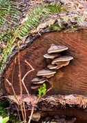 28th Mar 2024 - Fungi on a log