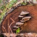 Fungi on a log by horter