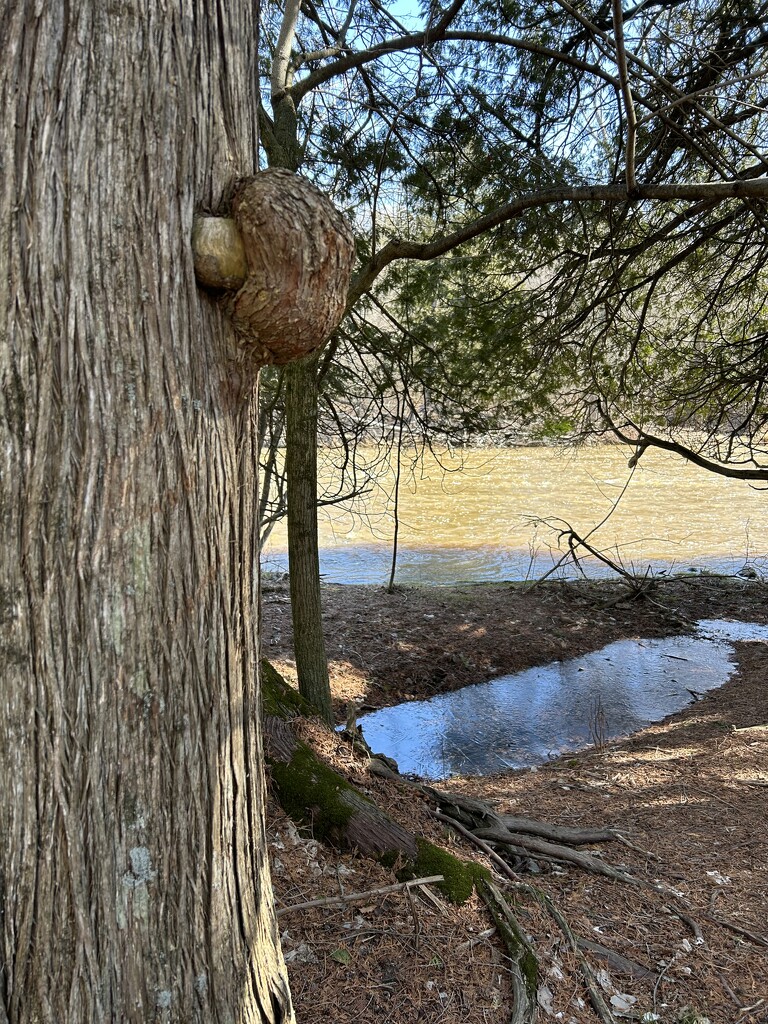 Cedar tree burl by mltrotter