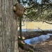 Cedar tree burl