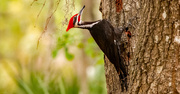 28th Mar 2024 - Pileated Woodpecker!