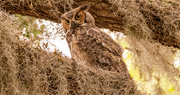 28th Mar 2024 - Great Horned Owl Dad!