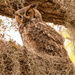 Great Horned Owl Dad!