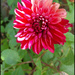 Dahlia flower  by kerenmcsweeney