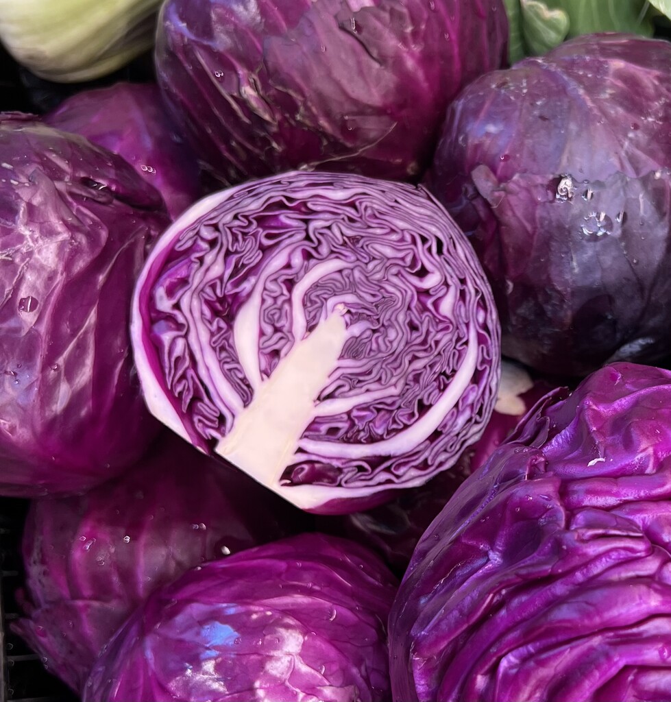 Purple Cabbage by peekysweets