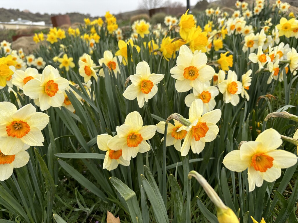 Daffodils by pirish