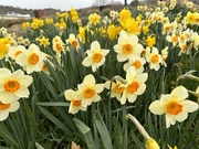 28th Mar 2024 - Daffodils