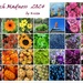My 1st Rainbow Calendar by peekysweets