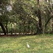 Egret by upandrunning