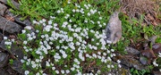 24th Mar 2024 - Candytuft and griffin
