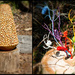 Ku-Ring-Gai Sculpture Trail 4 - Banksea and Banksia Bouquet
