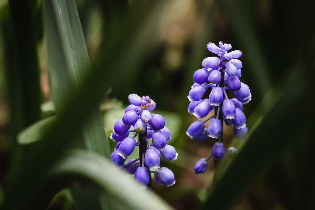 Grape Hyacinth by tina_mac