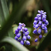 Grape Hyacinth by tina_mac